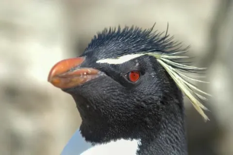 Felsenpinguin auf Pebble Island