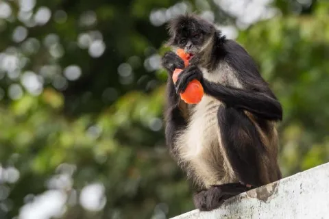 Geoffroy spider monkey on the island of Mono Arana in Lake Catemaco