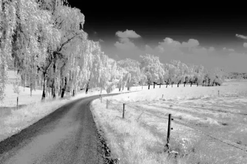 Birch avenue in Hennef in summer