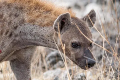 Spotted hyenas in the Etoshapark