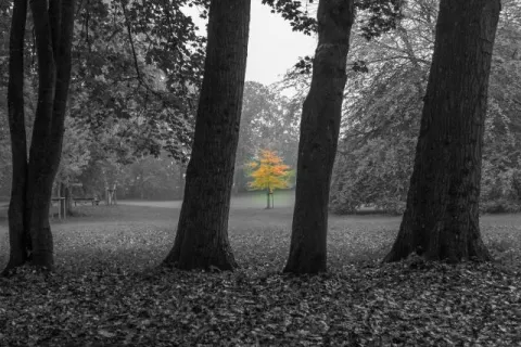 A maple tree in the palace gardens of Husum