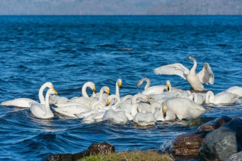 Singschwäne auf dem Kussharo-See auf Hokkaido