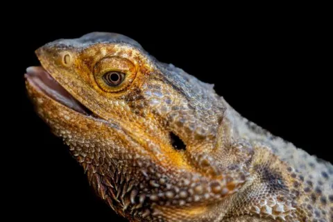 Lizard in the butterfly house of Sayn Castle