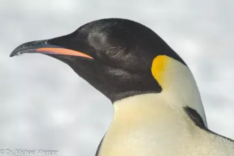 Kaiserpinguin (Aptenodytes forsteri)