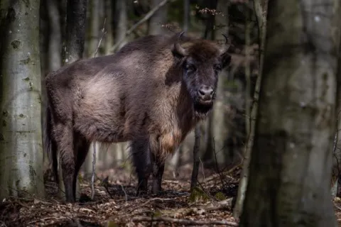 Wisent auf Bornholm