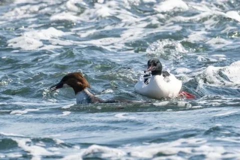 Common merganser on Bornholm