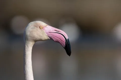 Porträt eines Rosaflamingos