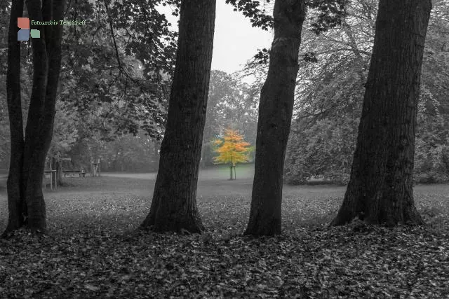 A maple tree in the palace gardens of Husum