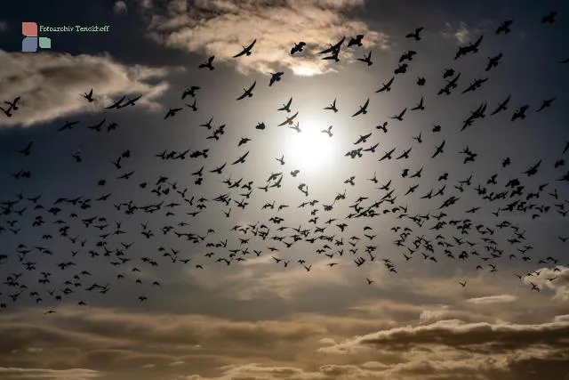 Barnacle geese over the Beltringharder Koog in the backlight