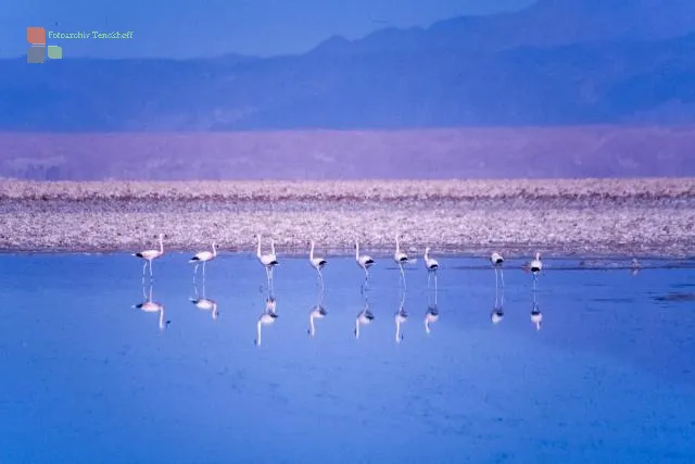 Andenflamingos im Salar de Atacama