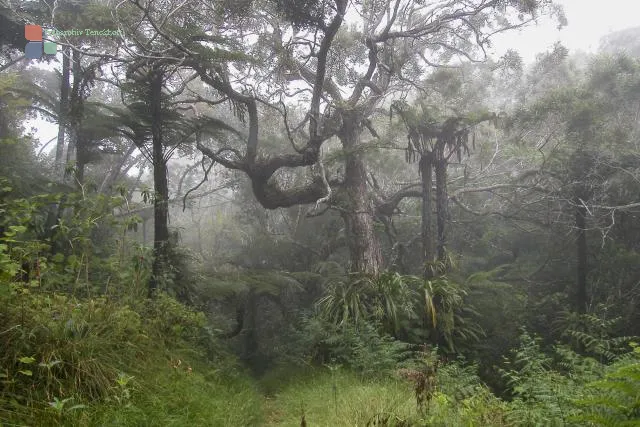 Riesenfarne im Forêt de Bébour