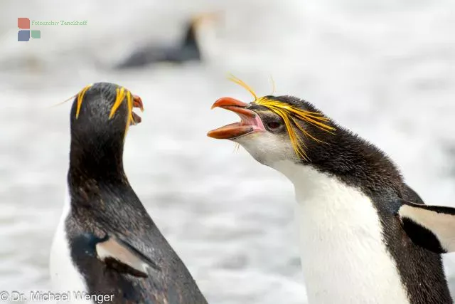 Haubenpinguine auf der Macquarie-Insel