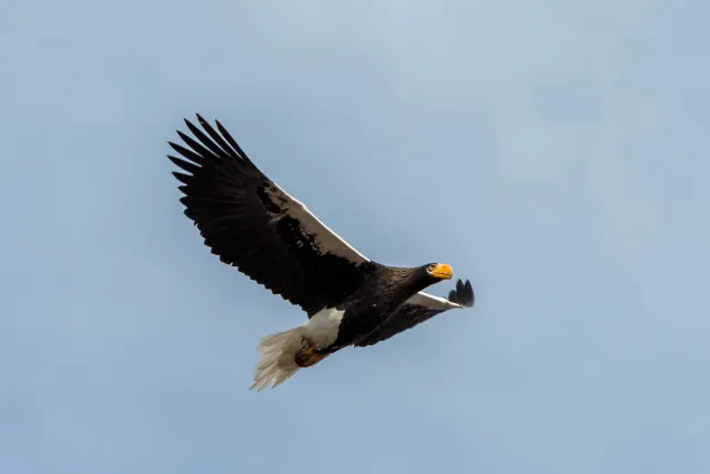 Riesenseeadler auf Hokkaido in Japan