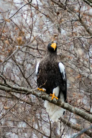 Steller's Sea Eagle on Hokkaido