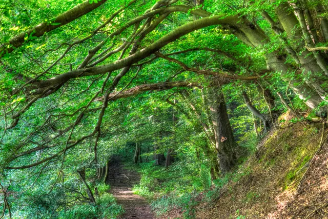 Hohlwege im Hanfbachtal