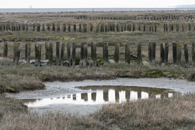 The salt marshes on the island of Neuwerk