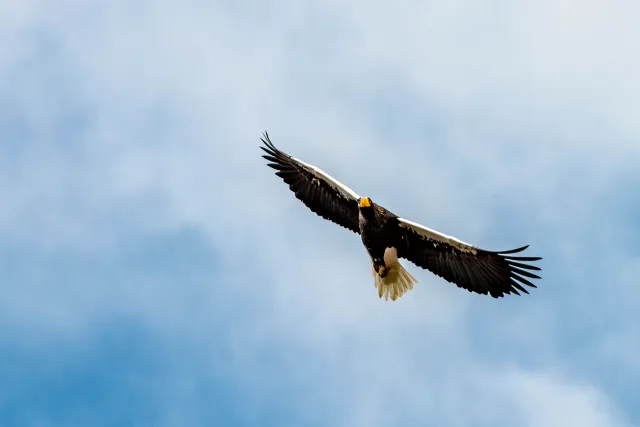 Steller's Sea Eagle on Hokkaido