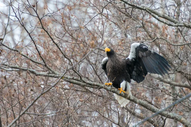 Riesenseeadler auf Hokkaido in Japan