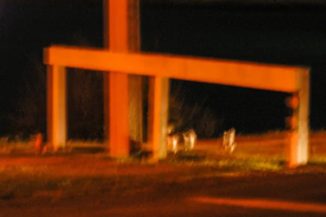 Little penguins in Oamaru, New Zealand, come ashore at night