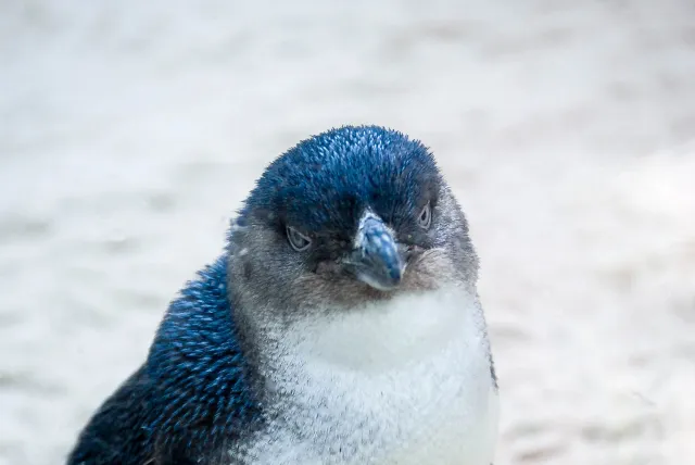 Little penguin - with the kind permission of the Cologne Zoo