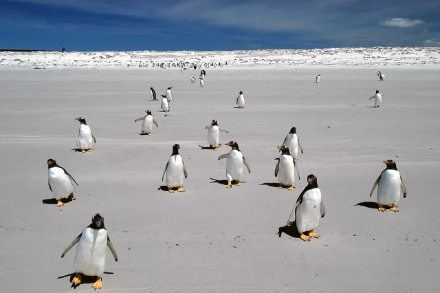 Gentoo penguins at Volunteer Point, Eastern Falkland