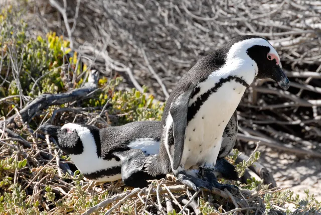 African penguins at "Boulders Beach" in South Africa