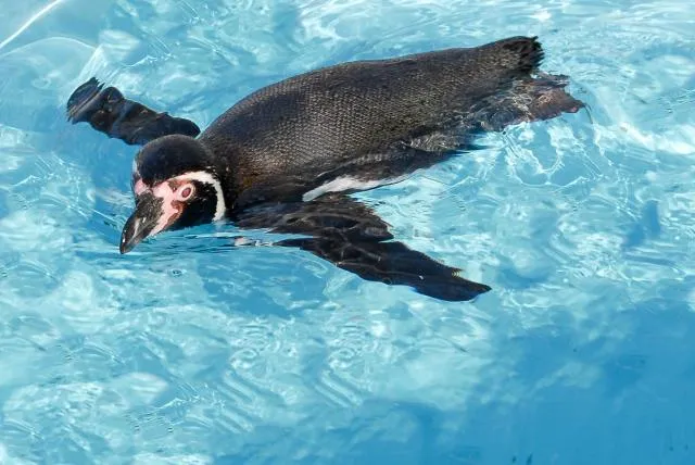 Humboldt penguin (With the kind permission of the Cologne Zoo)