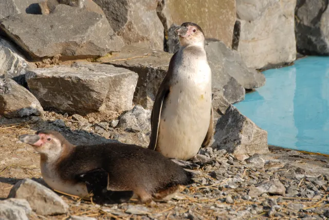 Humboldt penguin: young animal