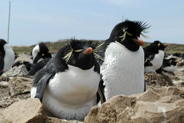 The rockhopper penguin colony on Pebble Island, one of the Falkland Islands