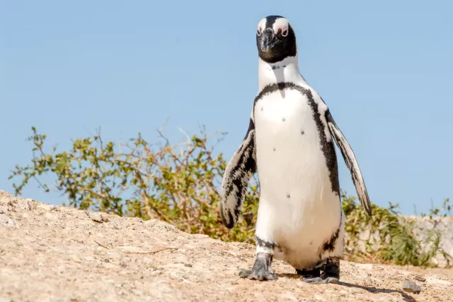 African penguins at "Boulders Beach" in South Africa