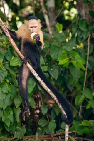 Panama-Kapuzineraffe am Panamakanal