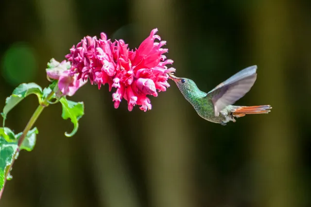 Rufous-tailed hummingbird in Boquete, Panama