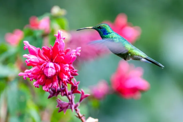 Veilchenohrkolibris in Boquete, Panama