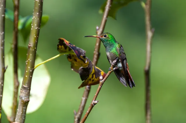 Rufous-tailed hummingbird in Boquete, Panama