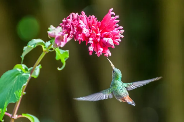 Rufous-tailed hummingbird in Boquete, Panama