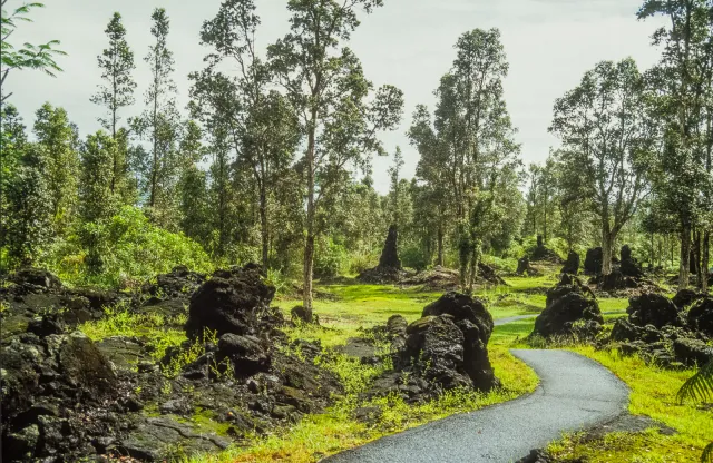 Lava columns on tree trunks