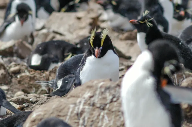 Erect-crested penguin (Eudyptes sclateri) on Pebble Island