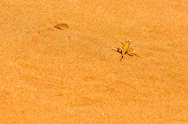 Eidechse in der Wüste Namib beim Kühlen der Gliedmaßen