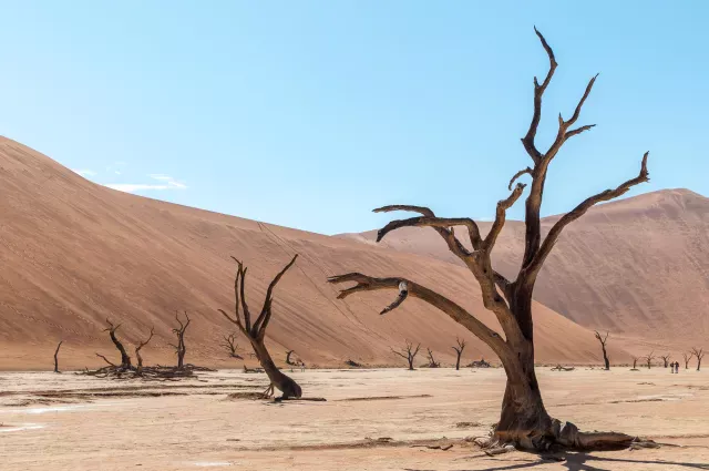 Tote Kameldornbäume im Deadvlei