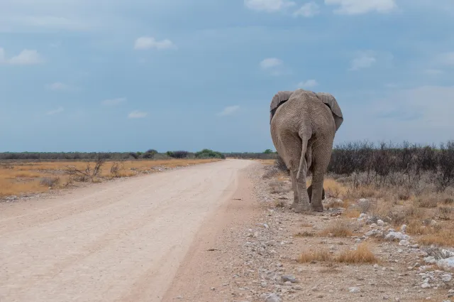 Elefanten in Namibia