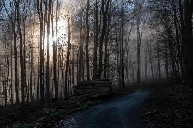 Sonne und Nebel im Buchenwald