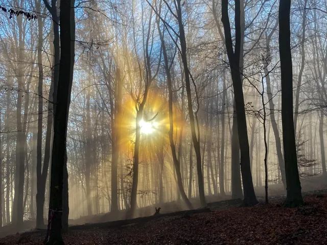 Sonne und Nebel im Buchenwald