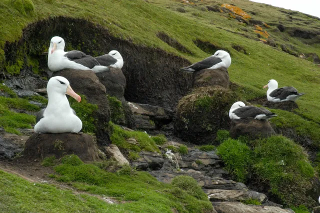 Black-browed albatrosses in the Falklands