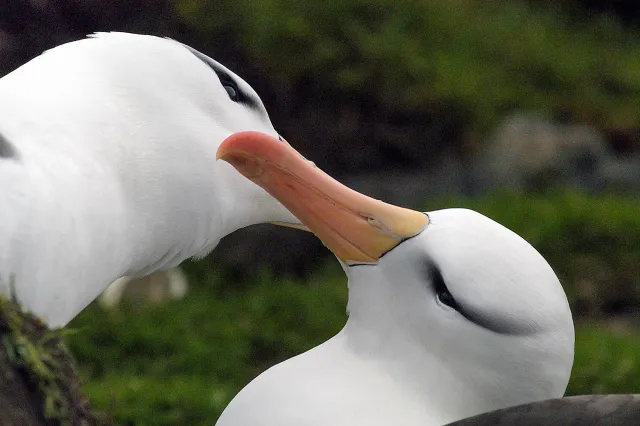 Schwarzbrauenalbatrosse auf den Falklands