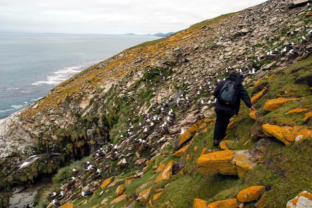 Black-browed albatrosses in the Falklands