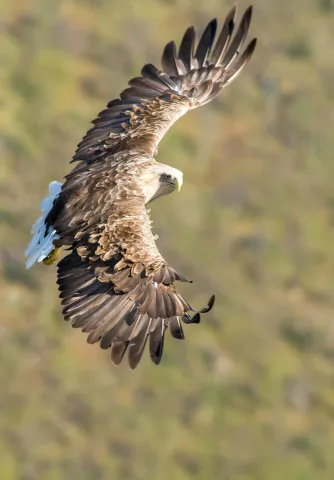 Seeadler auf den Lofoten