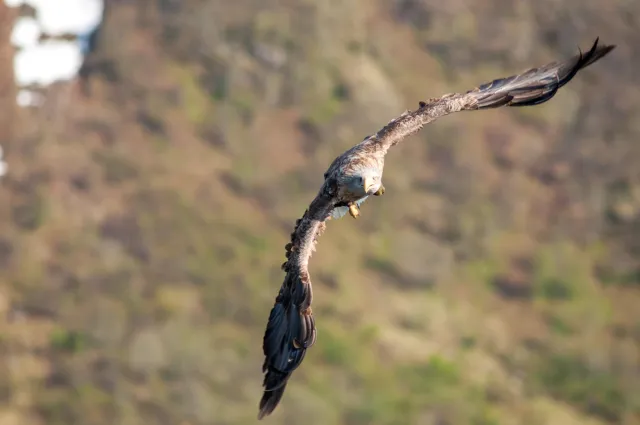 Seeadler auf den Lofoten