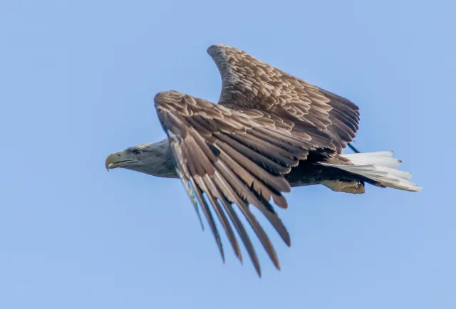 Seeadler auf den Lofoten