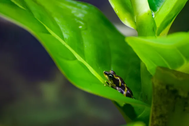 Sapito Limoso Panameno or Panamanian Mossy Harlequin Toad (Atelopus limosus)