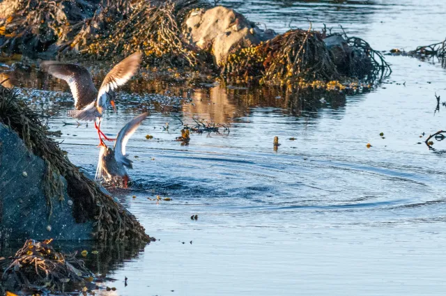 Redshank in "Action"